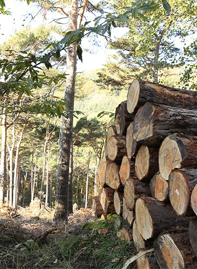 Forestry